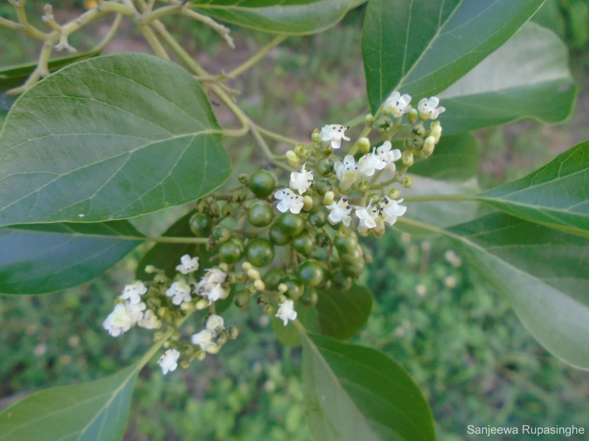 Premna mollissima Roth